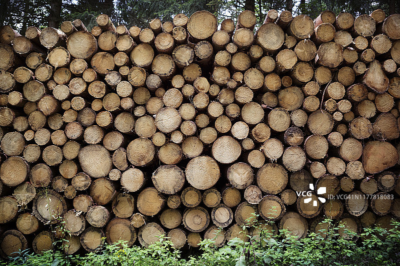 德国森林中堆积如山的木制原木图片素材