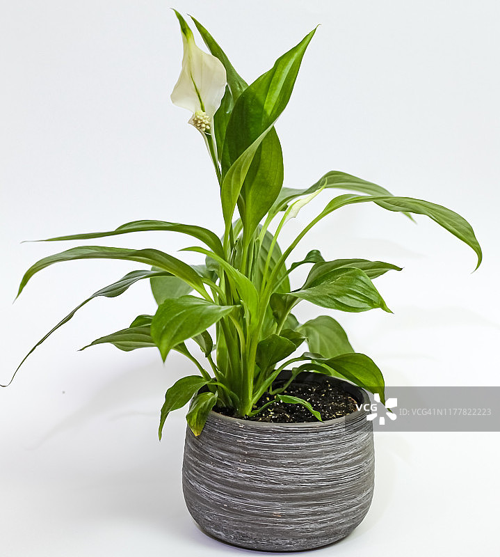 白掌，室内植物图片素材