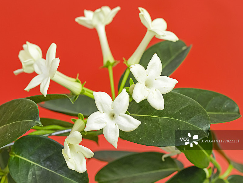 素馨花（马达加斯加茉莉，蜡花，夏威夷婚礼花，新娘花环）图片素材