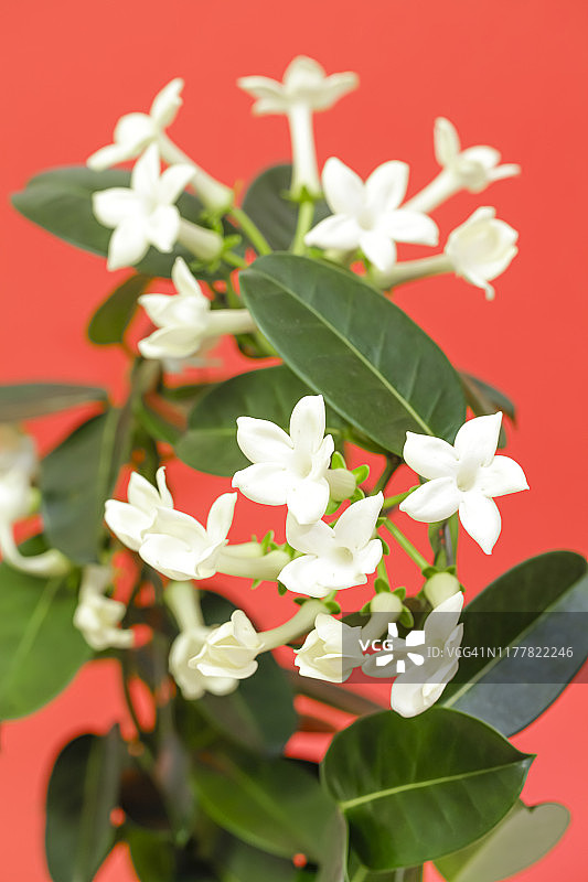 素馨花（马达加斯加茉莉，蜡花，夏威夷婚礼花，新娘花环）图片素材