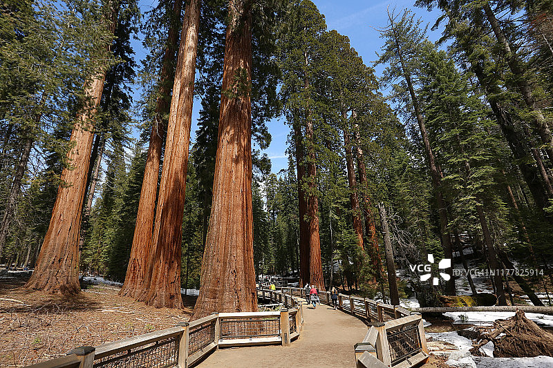 约塞米蒂国家公园：红杉林景观图片素材