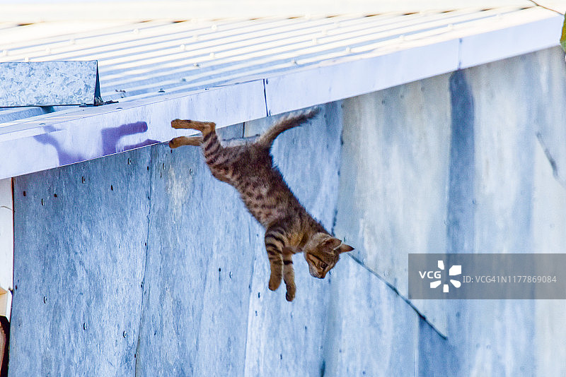 从屋顶跳下的小猫图片素材