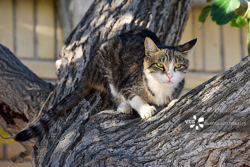 布哈拉树上的猫图片素材