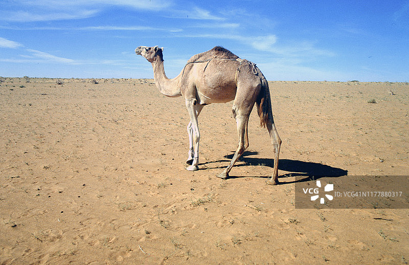 非洲毛里塔尼亚：撒哈拉沙漠中的野生骆驼图片素材