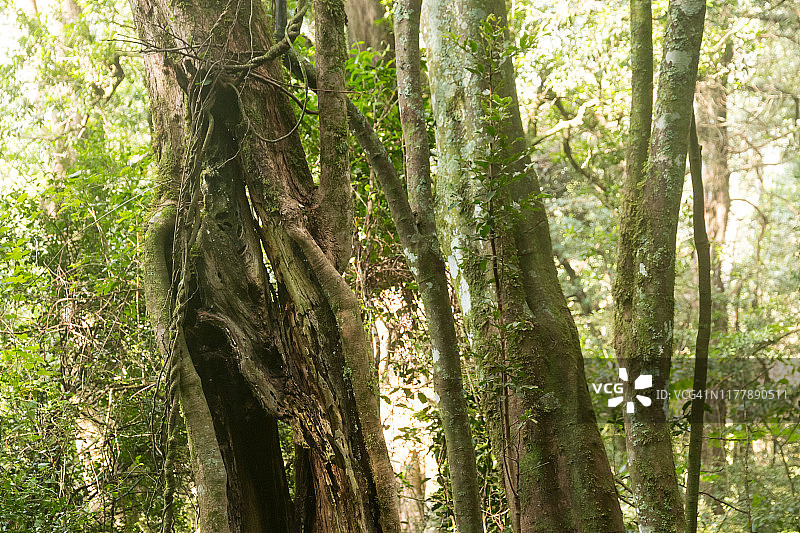 南非皇家纳塔尔国家公园的原始森林内部图片素材