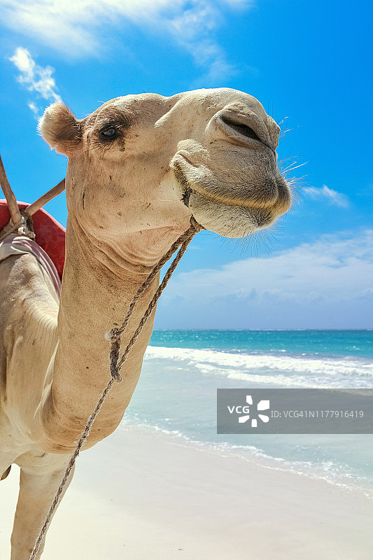 站在肯尼亚印度洋海滩上的单峰骆驼图片素材