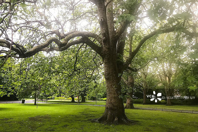 圣斯蒂芬绿地的大树图片素材