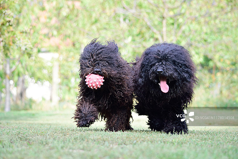 匈牙利波利犬图片素材