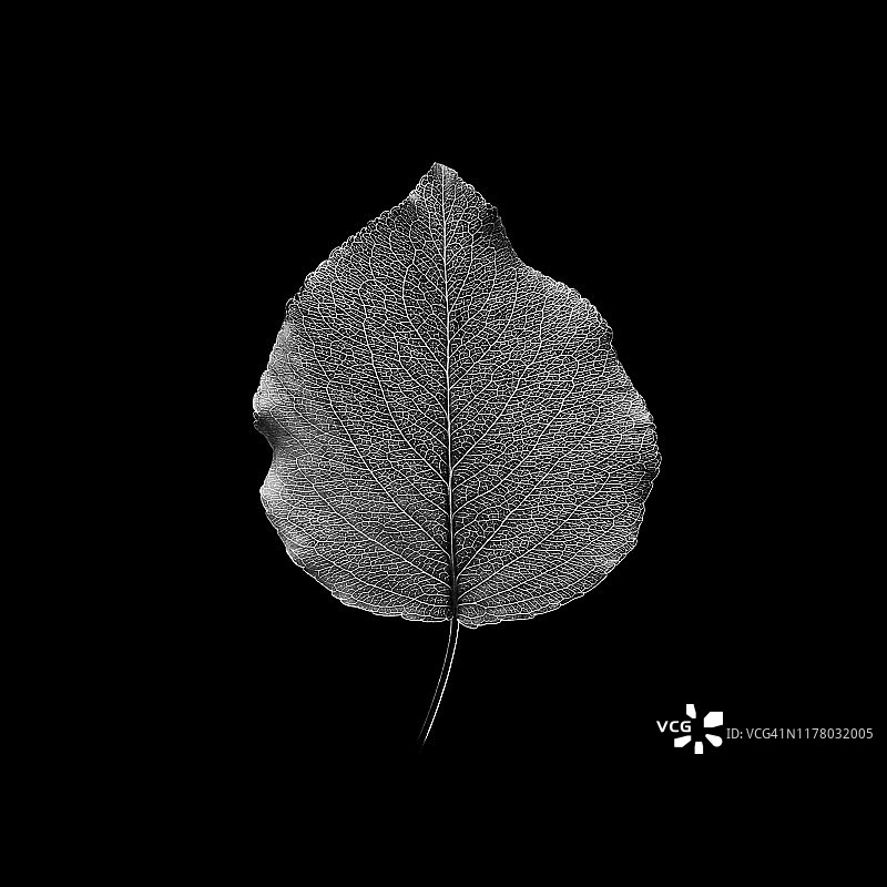 黑色背景上的新鲜叶子黑白摄影图片素材