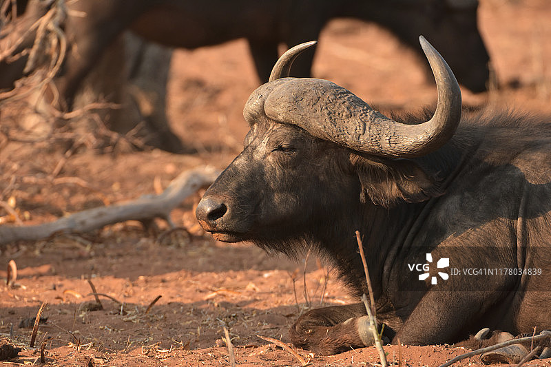 水牛的角图片素材