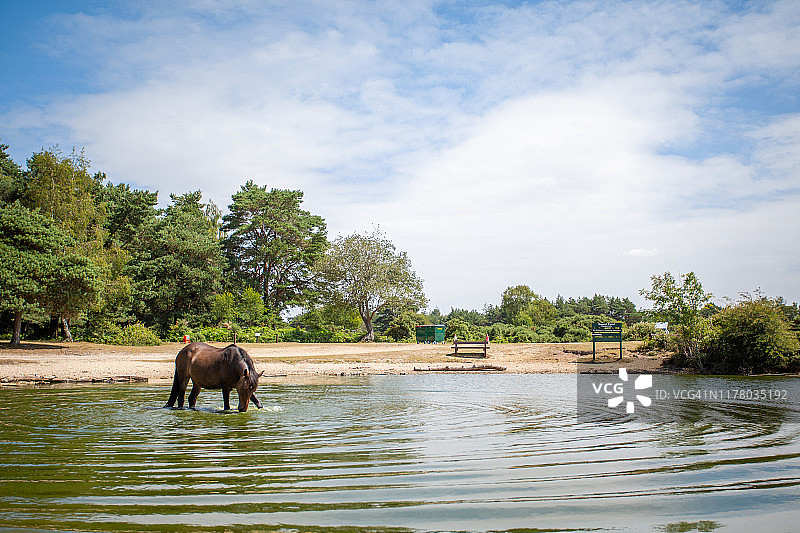 在英格兰汉普郡水坑中嬉戏的马图片素材