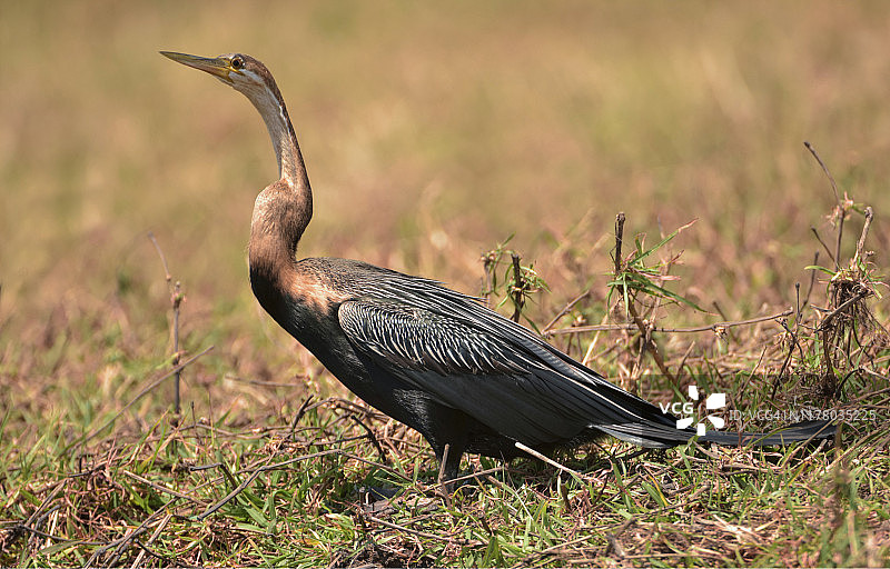 非洲蛇鹈图片素材