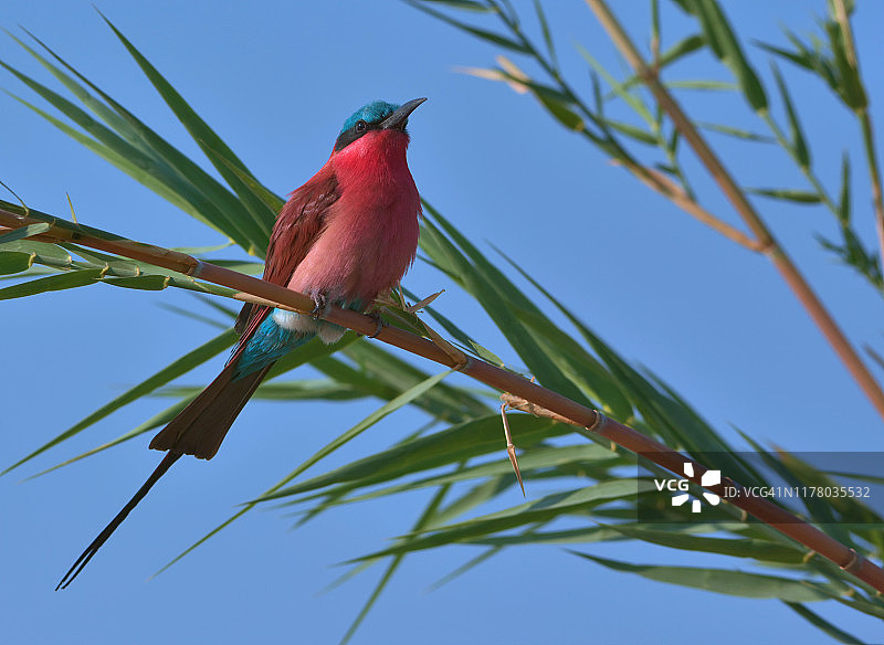 栖息在树枝上的朱红食蜂鸟图片素材