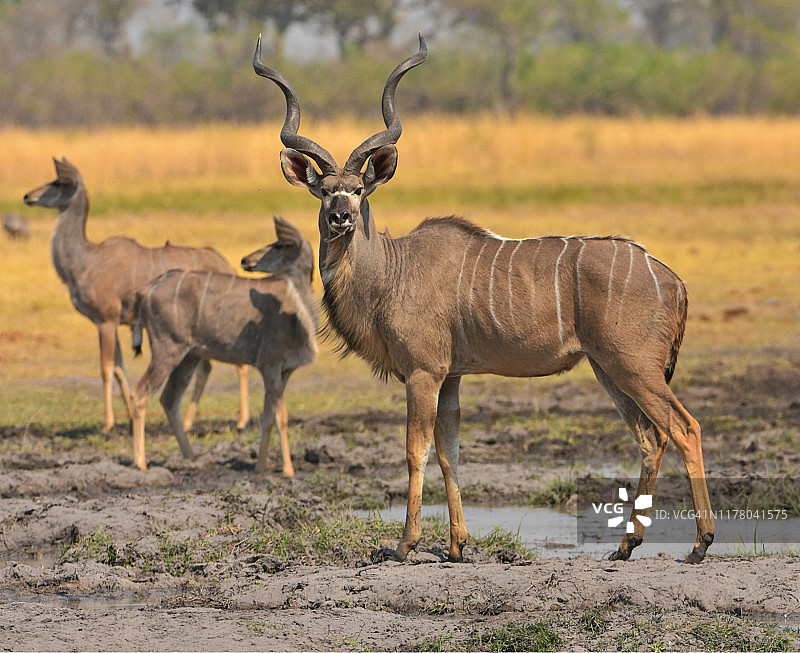 莫雷米野生动物保护区中的非洲大羚羊图片素材