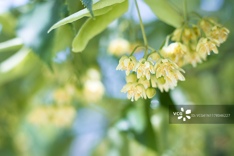 椴树花图片素材