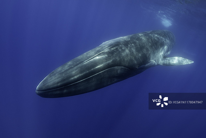 长须鲸特写，游向镜头，亚速尔群岛，皮库岛，大西洋图片素材