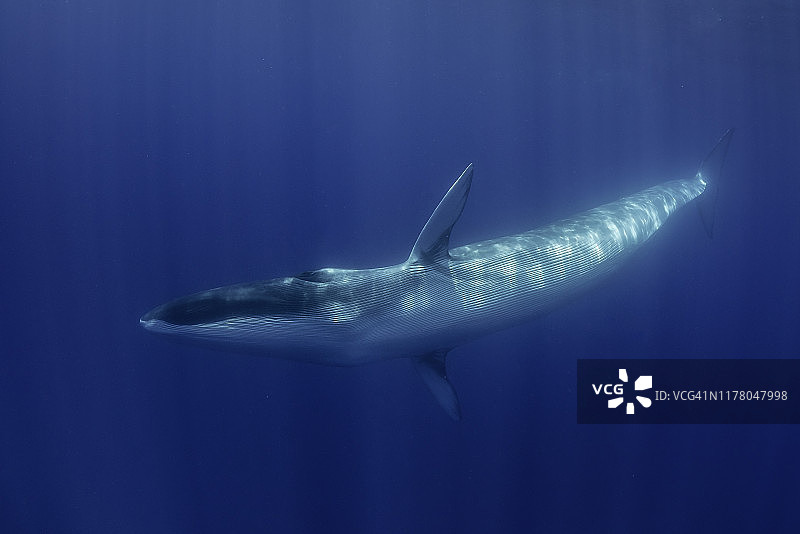 大西洋亚速尔群岛皮科岛，长须鲸转身看向镜头图片素材