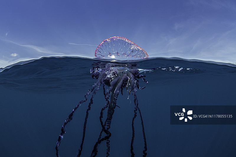 葡萄牙僧帽水母漂浮在海面，大西洋亚速尔群岛皮库岛图片素材