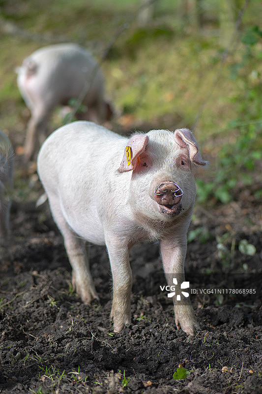 英国新森林国家公园的家猪吃橡子图片素材