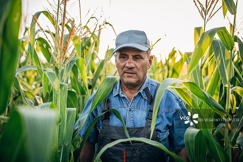年长的农民穿过玉米作物图片素材