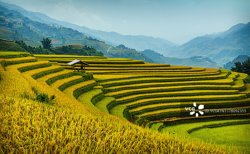 越南 Yenbai 省 Mucangchai 区的梯田遗产地的探索与游客。关于成熟稻田的最佳照片，非常美丽、色彩缤纷和雄伟图片素材