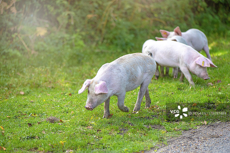 英国新森林国家公园的家猪吃橡子图片素材