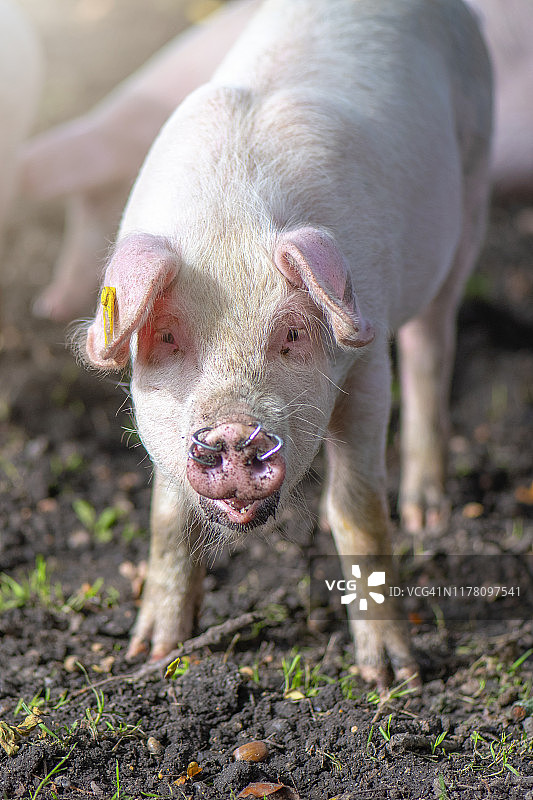 英国新森林国家公园的家猪吃橡子图片素材