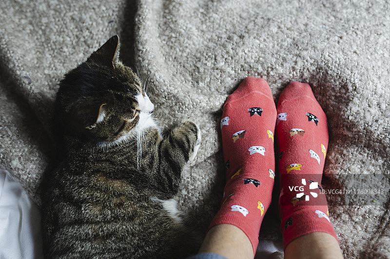 床上的猫和人的脚图片素材