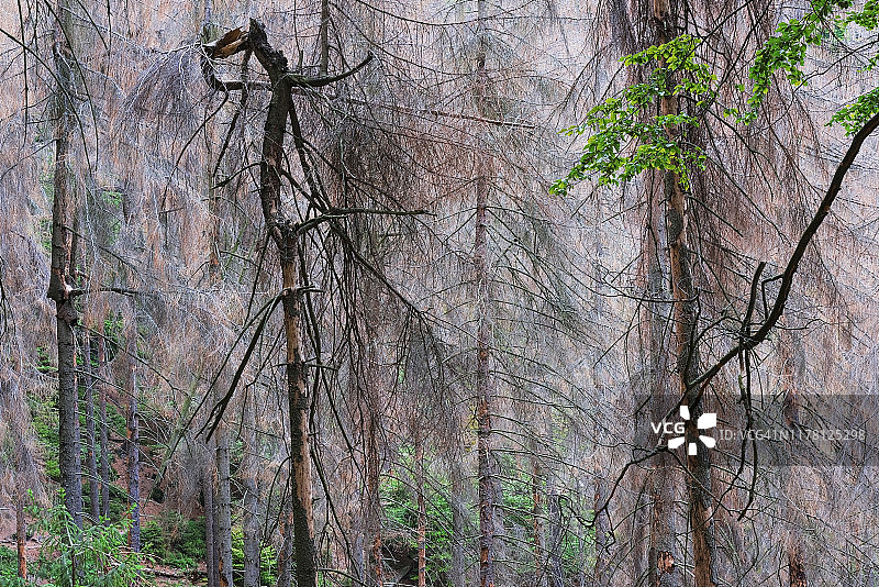 森林中枯萎的云杉图片素材