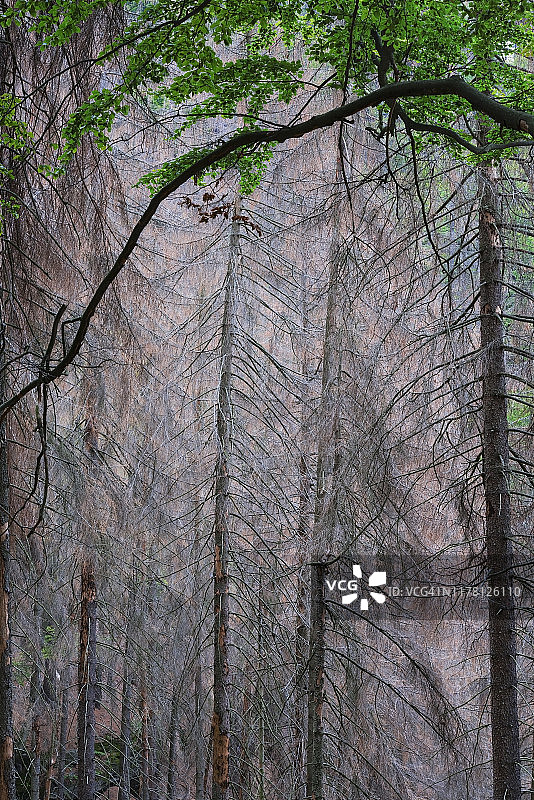 森林中枯萎的云杉图片素材