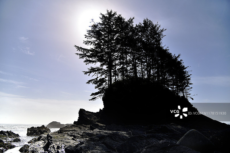 温哥华岛植物学海湾的植物海滩图片素材