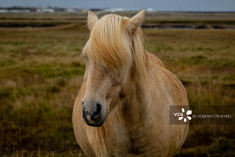 鬃毛遮面的浅色冰岛马图片素材