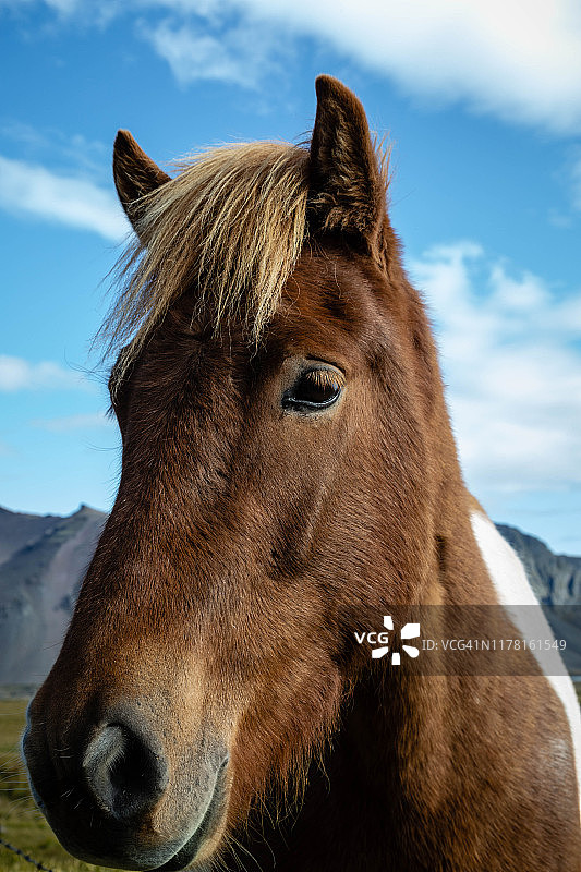 冰岛马的侧面头像图片素材