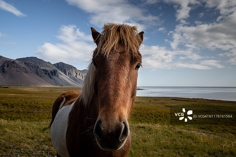 面对镜头的好奇的冰岛马图片素材