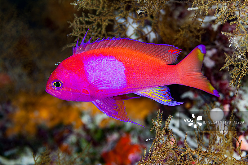 密克罗尼西亚帕劳黑珊瑚中的雄性方斑花鲈图片素材