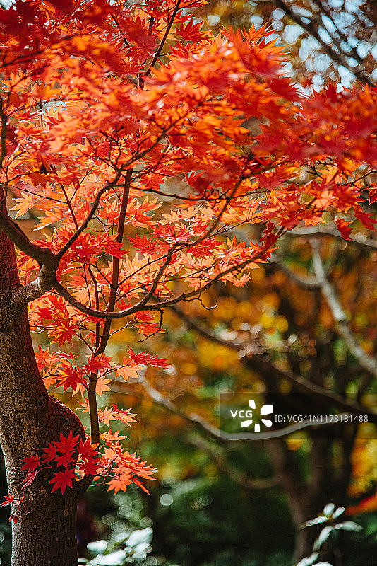 日本秋季阳光明媚的早晨红枫树；东京昭和纪念公园图片素材