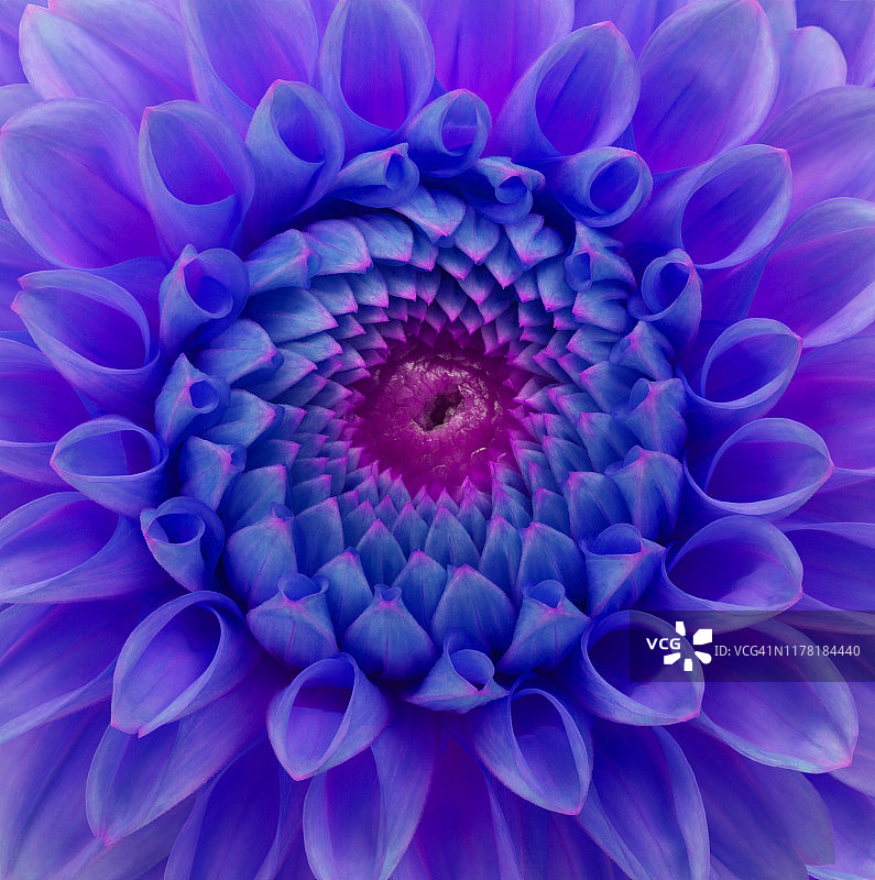 紫色和蓝色大丽花中心（数码改色）图片素材