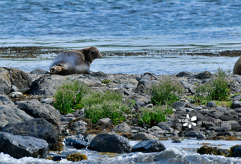 克卢湾的海豹（斑海豹）图片素材