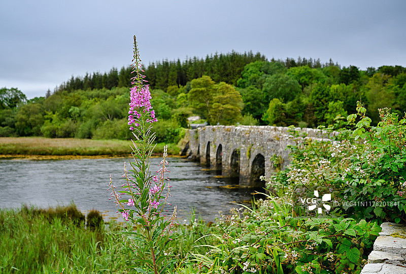 古桥背景下的柳兰植物（Chamaenerion），卡罗基尔梅奥郡图片素材