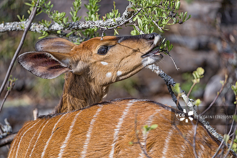 正在吃树叶的尼亚拉羚羊图片素材