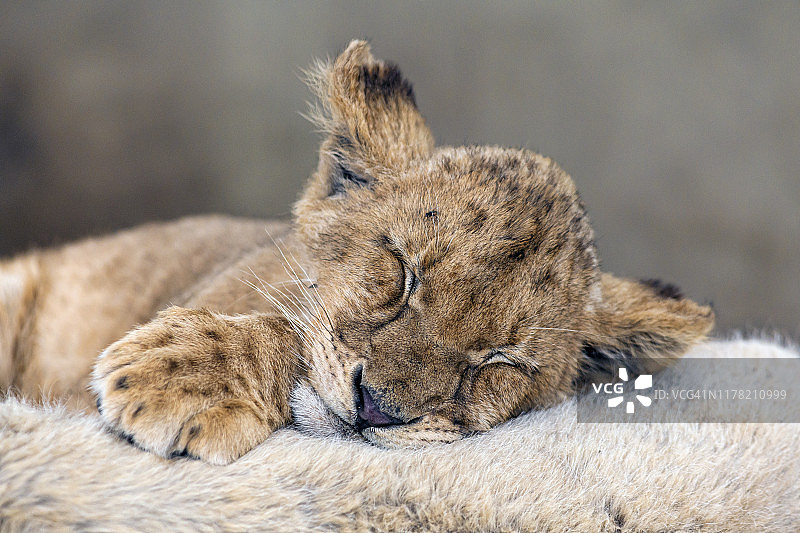 幼崽依偎睡眠图片素材