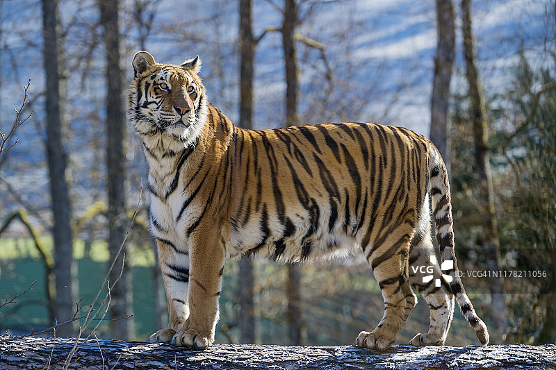 老虎站在原木上图片素材
