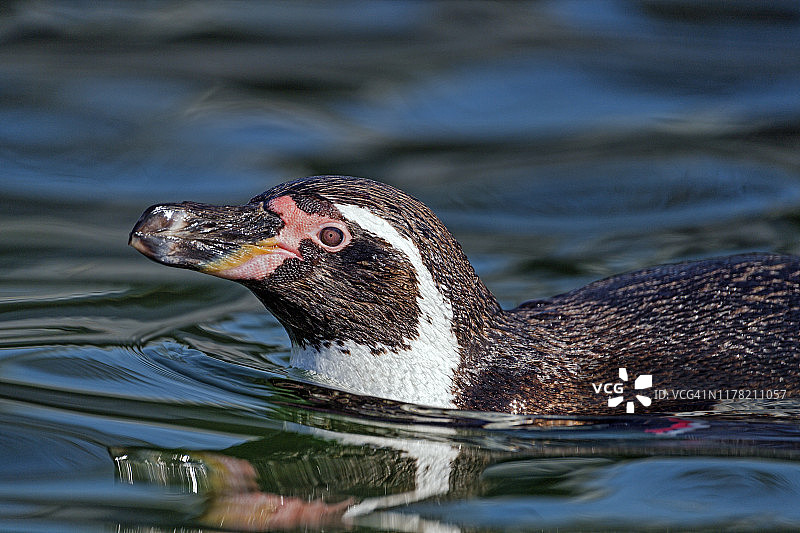 游泳的洪堡企鹅图片素材