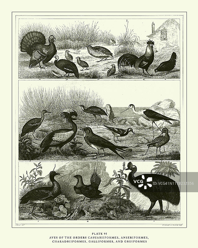 1851年出版的鹳形目、鹤形目和鸻形目鸟类雕刻古董插图图片素材