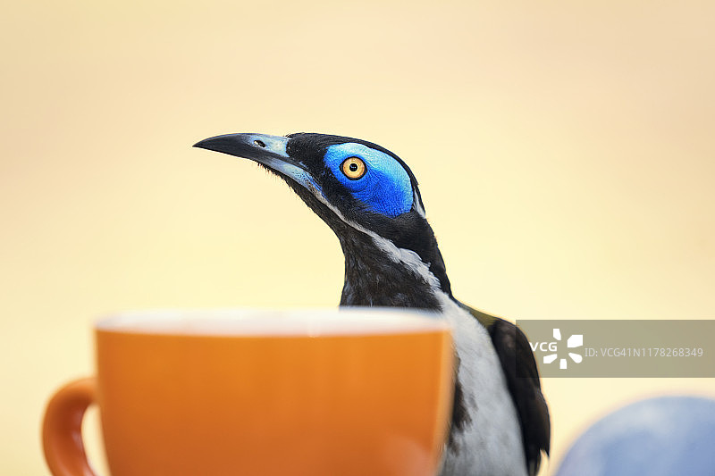 蓝脸蜜鸟喝咖啡图片素材