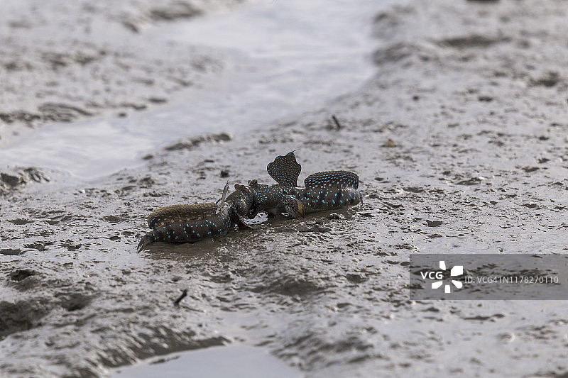 弹涂鱼或两栖鱼在红树林泥中图片素材