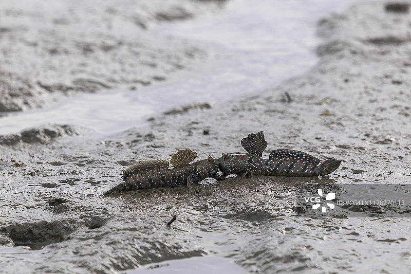 弹涂鱼或两栖鱼在红树林泥中图片素材