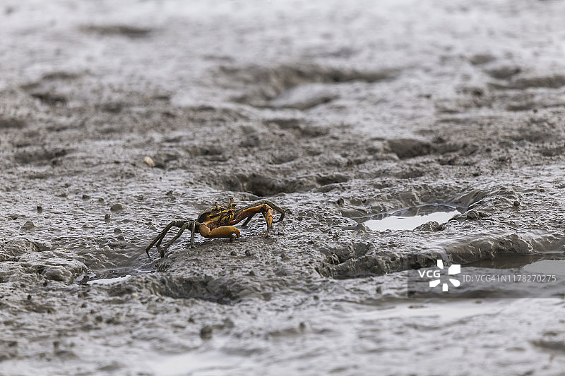 招潮蟹图片素材