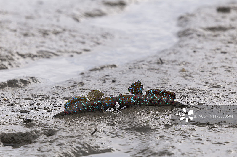 弹涂鱼或两栖鱼在红树林泥中图片素材