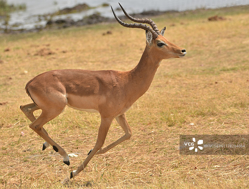 奔跑的黑斑羚图片素材